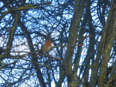 Bird in the bush
