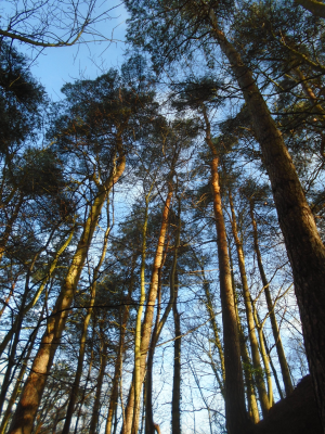 reach for the sky