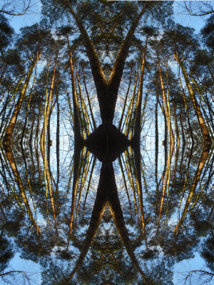 Spirit of the woods...70's album cover