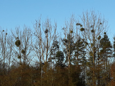 Beaconsfield mistletoe
