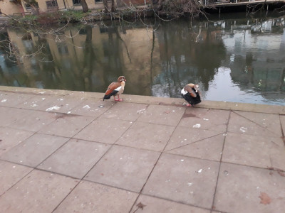 Kennet waterfowl 2