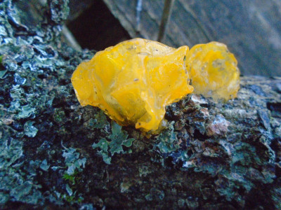 A surprisingly vibrant fungus