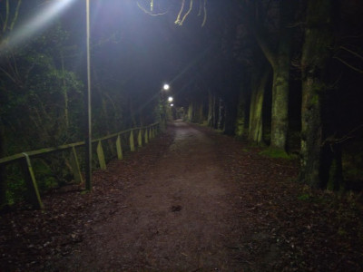 Early morning in Linford Wood