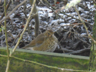 24 songthrush rothbury jan21.JPG