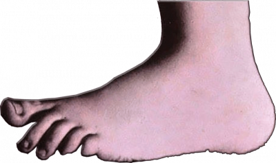 PikPng.com_foot-png_1724506.png