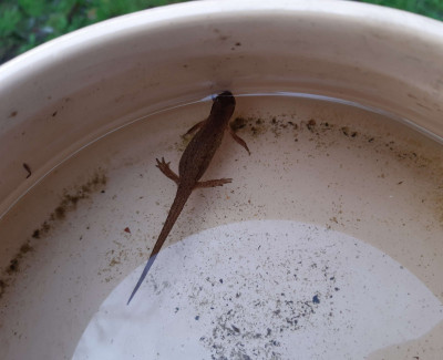Newt - own work