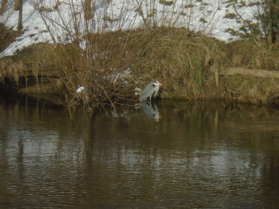 Ornithology club