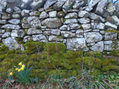 Northumberland daffodils in bloom February 2021