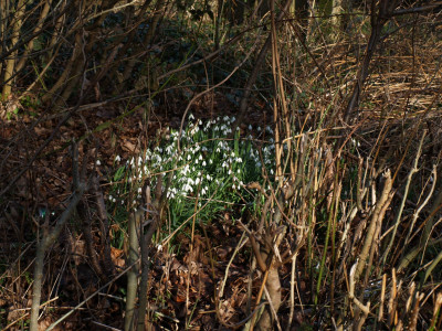 Snowdrops in the mud.