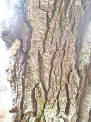 whatsthetrunk?