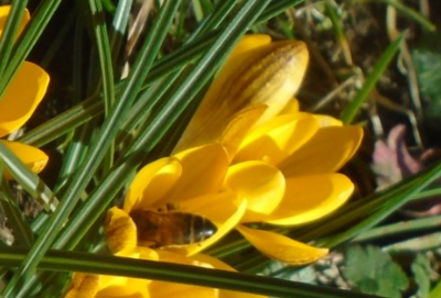 bee.PNG