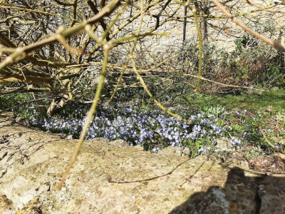 blueflowers.jpg
