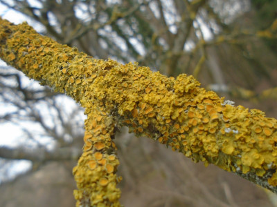 tree rust