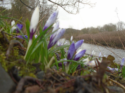 Riverside Crocus