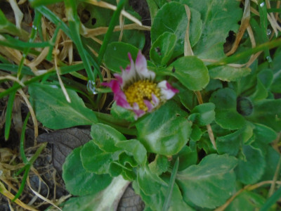 Riverside Daisy not quite ready to pop out