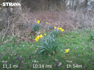 daffodils120321.jpg