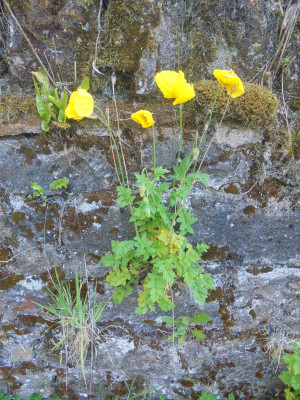 June 1st 2021  Welsh poppies