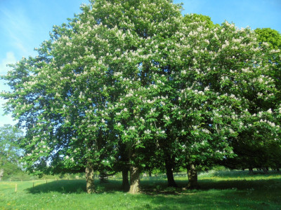 Under the spreading Chestnut Tree
