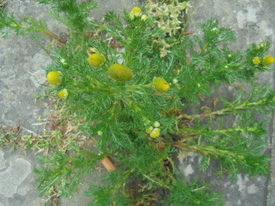 Pineapple Weed