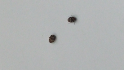 Own bugs