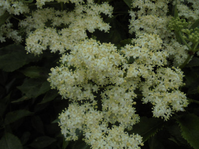 There are at least 2 reasonably pleasant things you can do with elderflower