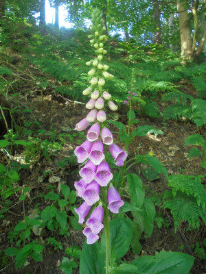 Digitalis season is upon us