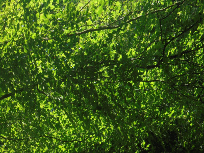 July 1st sunlight through the leaf canopy
