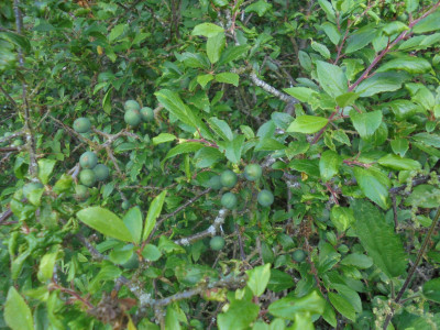 July Blackthorn