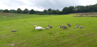 Swan and cygnets - own work