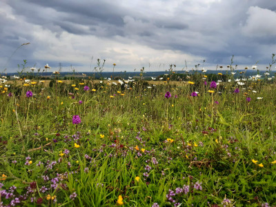 Wild flowers - own work