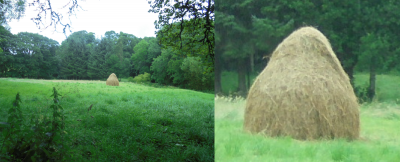 POTD Haystack Club