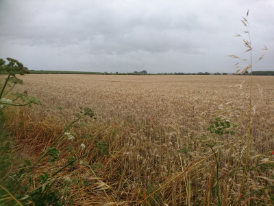 A field in Oxfordshire