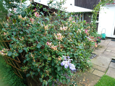 The honeysuckly fights the clematis