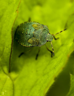 bug-green-hello-macro-cute-shield-beetle-insect-wildlife.jpg
