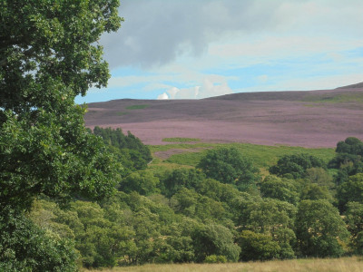 That is whats known as the bonnie purple heather<br />It doesn't last long and right now is at its August best.   It rapidly becomes the bonny broon heather in the bilnk of an eye.