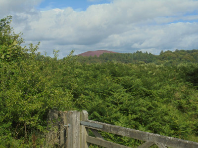 The purple-headed mountain....
