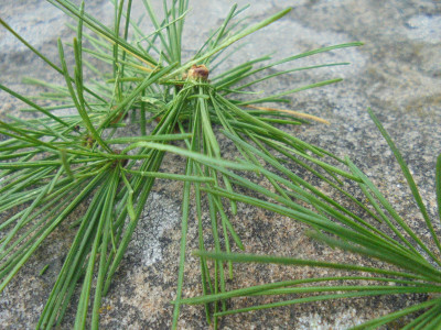 Innocent enough looking larch needles minus the<br />wasp!