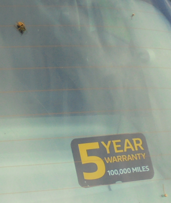 Spot the Wasp