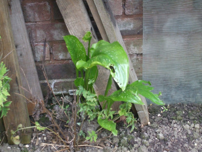 DSCF3313.JPG