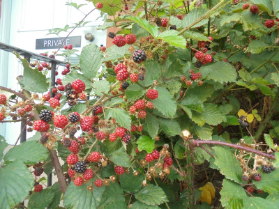 Blackberry week will soon be here.<br />Does anyone still or ever did refer to the Autumn half-term holiday as blackberry week?