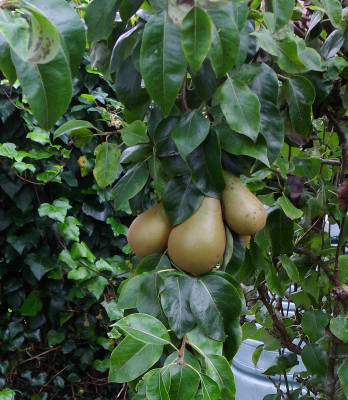 pears.JPG