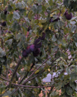 plums2.JPG