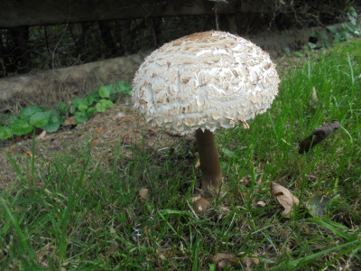 Etal Castle Mushroom