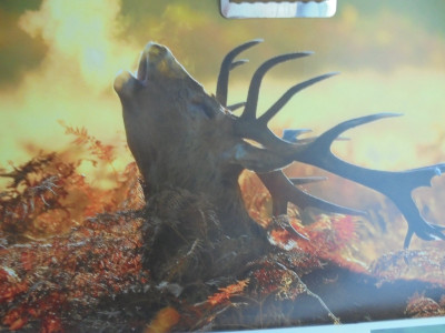 Richmond Park Stag