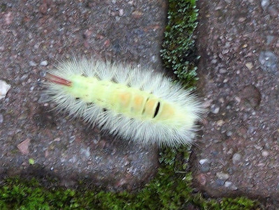 beastie.JPG