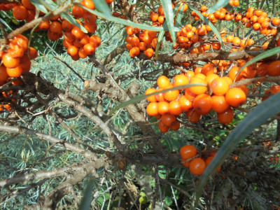 Sea Buckthorn