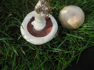 A perfect edible mushroom