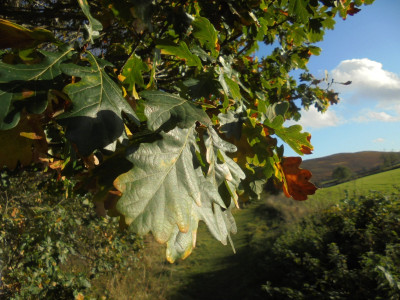 Autumn leaves Oak