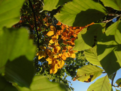 Autumn leaves Beech