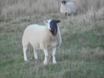 fuzzy patch